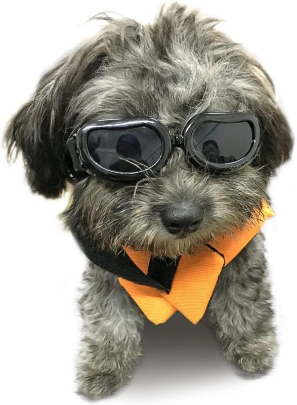 Gafas para proteger a los perros del sol o el viento