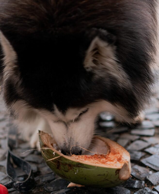 Alimentos seguros para tu perro en verano