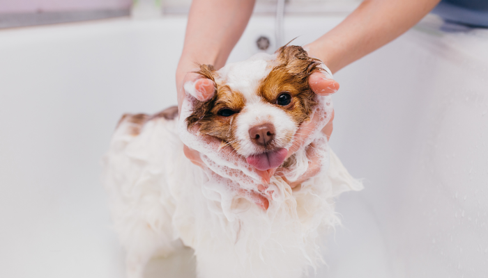 Existen muchos beneficios en bañar perros