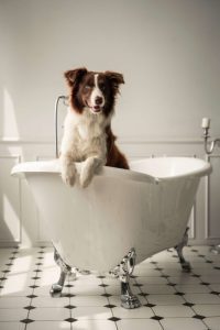 Existen muchos beneficios en bañar perros