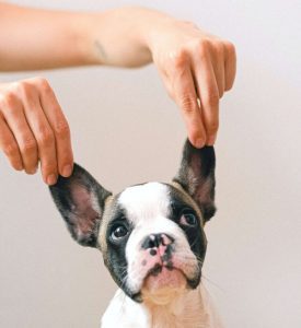Limpiar las orejas del perro lo puedes hacer en casa