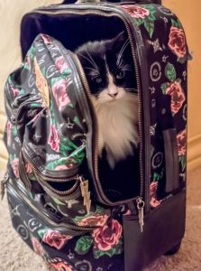 Con las instrucciones adecuadas los gatos pueden ser excelentes compañeros de viaje