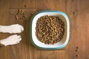 La comida para perros necesita de algunos ingredientes esenciales