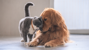 Perros y gatos pueden sufrir ansiedad por separación