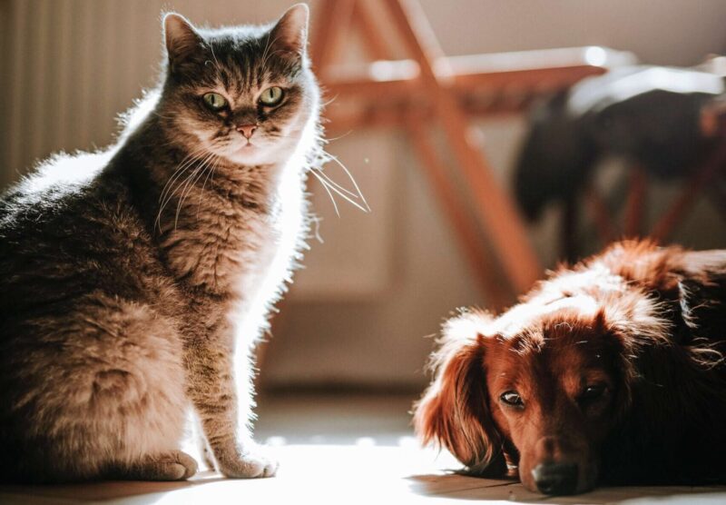 Perros y gatos pueden sufrir ansiedad por separación