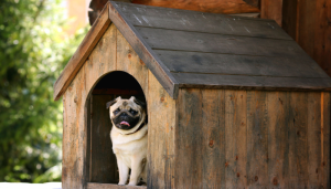 Perrito dentro de su casa para perros casera