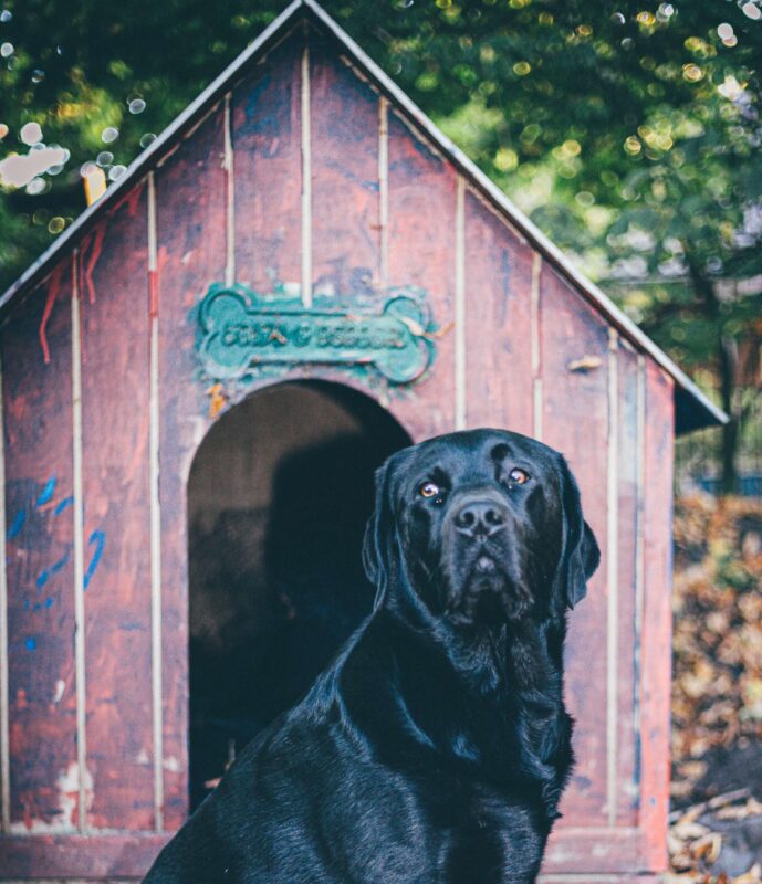 Perrito dentro de su casa para perros casera