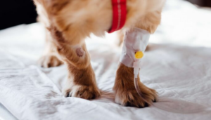 Hay muchas enfermedades recurrentes en perros