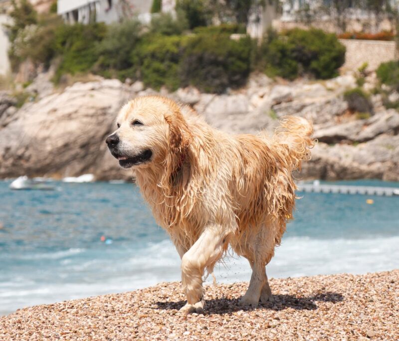 Hay Airbnb frente al mar donde puedes llevar a tu perro