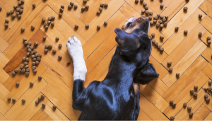 Debes manejar las veces que debe comer tu mascota