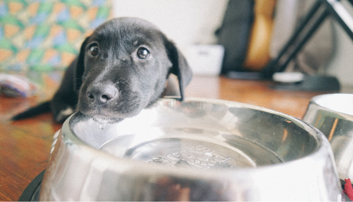 A veces los perros no quieren comer