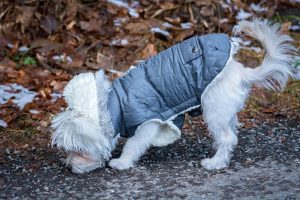 Hay que proteger a las mascotas durante el invierno