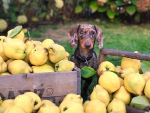 Existen frutas que tu perro no debe comer
