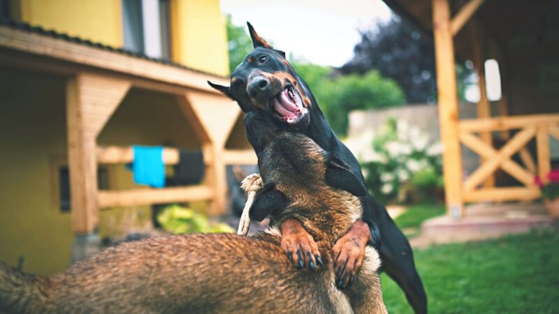 La guardería canina beneficia mucho a los perros