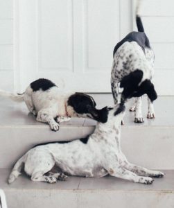 La guarderia canina es un sitio ideal para que los perros puedan socializar