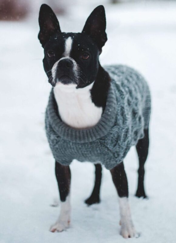 Perro Boston terrier ejercitando en invierno