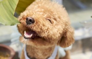 Al limpiar los dientes de tu mascota los mantendrás felices