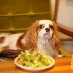 Restaurantes pet friendly en lima que puedes visitar con tu mascota