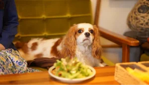 Restaurantes pet friendly en lima que puedes visitar con tu mascota