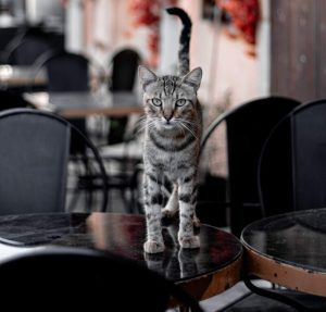 Restaurantes pet friendly en lima que puedes visitar con tu gato