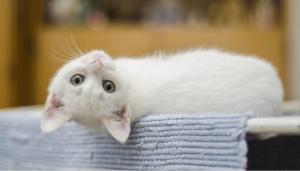 es necesario que estes preparado para adoptar a un gato por primera vez