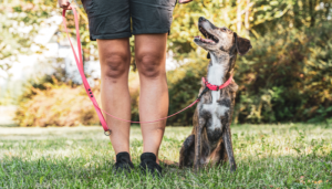 Un buen adiestramiento canino traerá beneficios a ti y a tu mascota