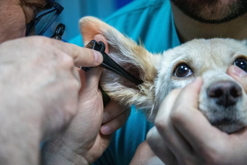 Para ir con un veterinario por primera vez es necesario seguir recomendaciones