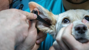 Para ir con un veterinario por primera vez es necesario seguir recomendaciones