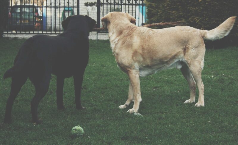 Perros en Guardería para perros por primera vez