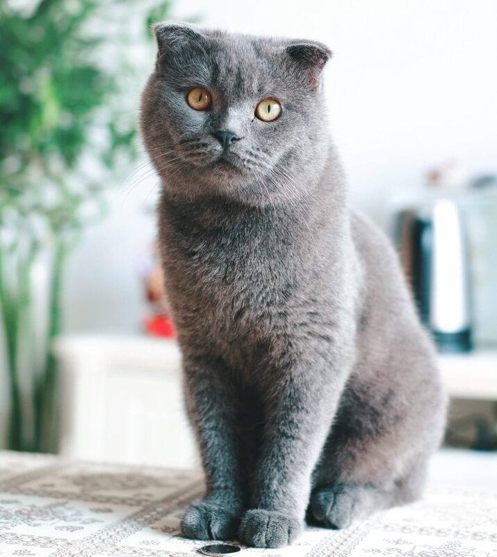 El gato británico de pelo corto es conocido por todos