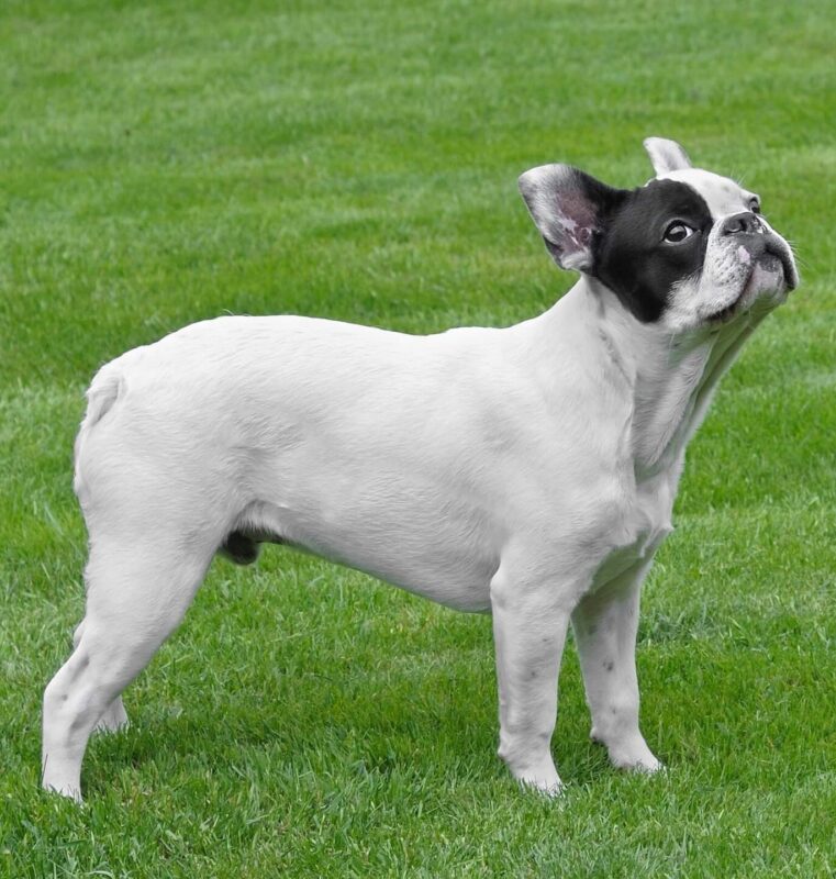 Para las personas que trabajan mucho una raza de perro ideal es el Bulldog Francés