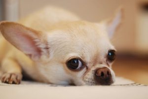 El chihuahua es una raza de perro de los que más viven