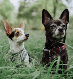 No es muy difícil calcular la edad de los perros