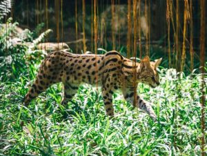 Uno de los gatos más exóticos y controversiales, el gato Ashera