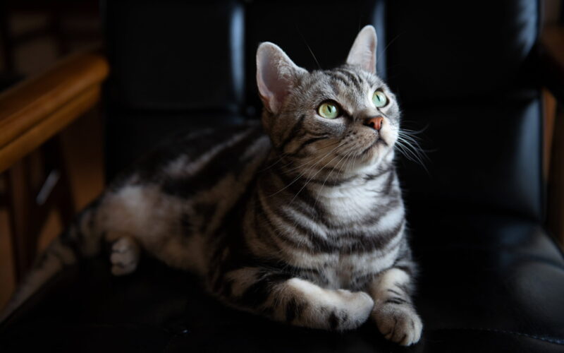 el pelo corto americano es un gato muy popular