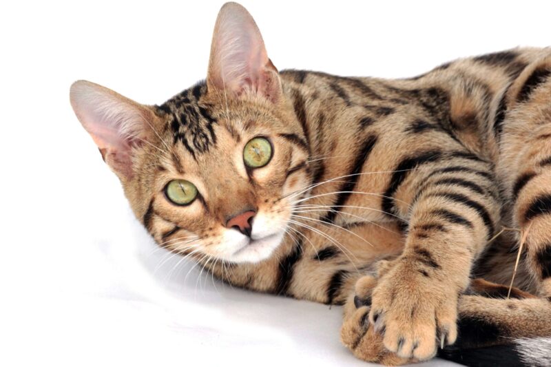 Una raza exótica de gato como el gato bengalí