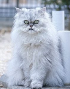 Los gatos persa son una raza muy popular dentro de la realeza