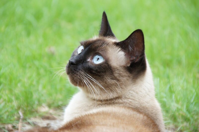 El gato siamés es de las razas de gatos más conocidos