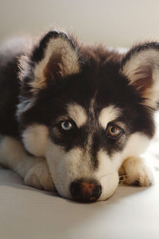 El husky siberiano, es una raza de perro que le gusta "canta"