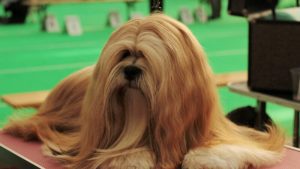 los Lhasa Apso son una raza de perro ideal para personas que trabajan