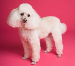 Dentro de los perros de exhibición siempre encontramos a los poodles