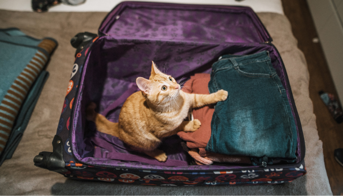 Con las instrucciones adecuadas los gatos pueden ser excelentes compañeros de viaje
