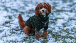 Perro ejercitándose en invierno