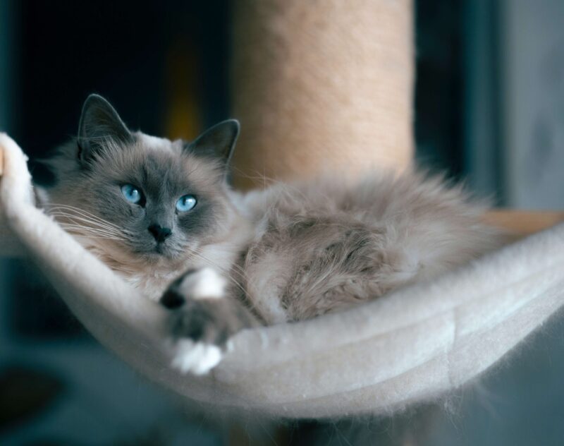 Gato ragdoll es el más conocido