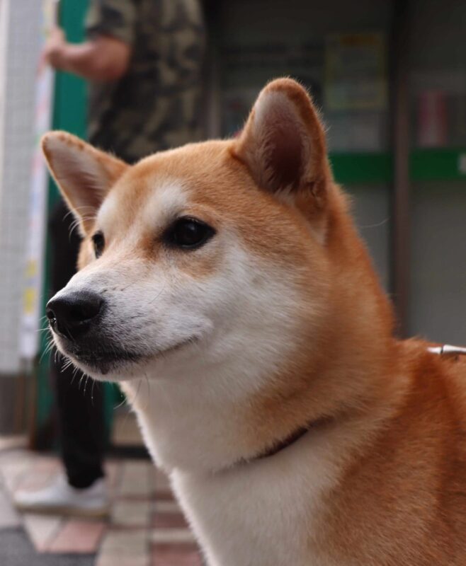 El popular perro Shiba Inu de los memes
