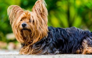 Yorkie disfrutando del sol