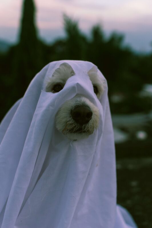 Un disfraz casero para mascotas de fantasma