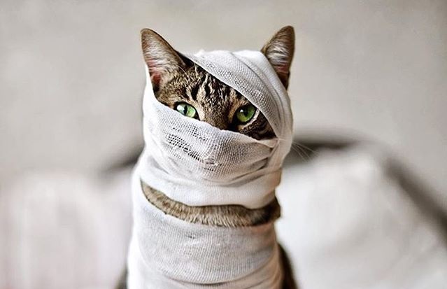 Gato disfrazado de momia