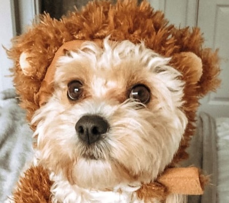 Un oso de peluche es un disfraz para mascotas original durante Halloween
