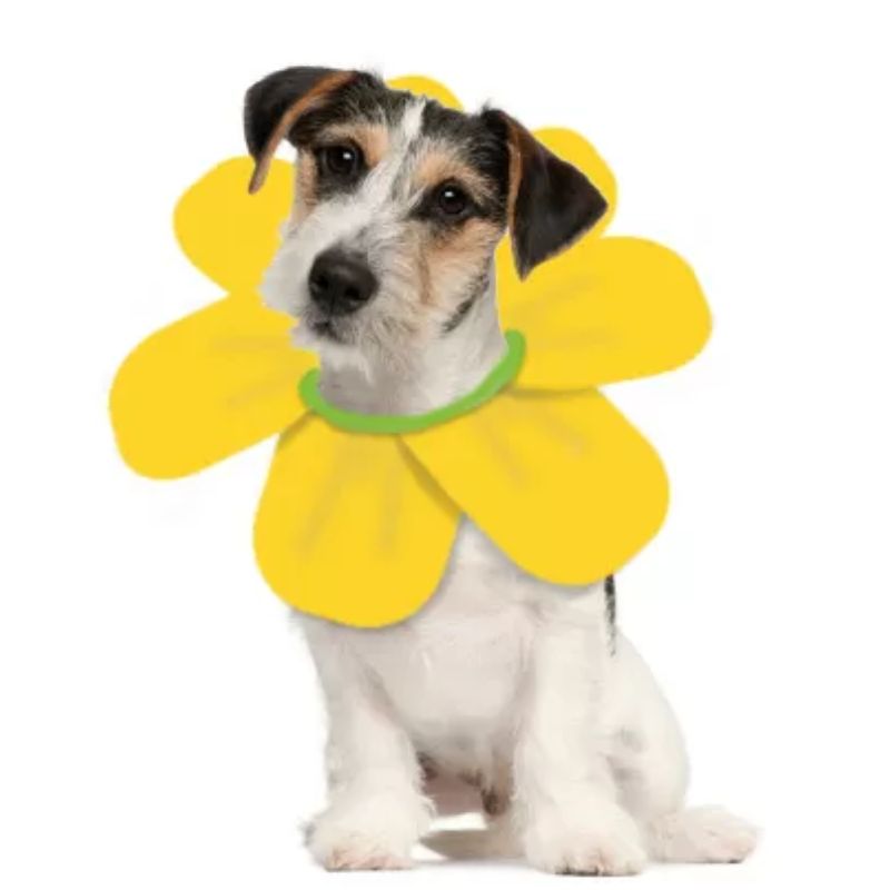 Perro disfrazado de flor